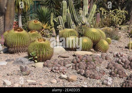 Mammillaria und Golden Barrel Cactus in einem Kaktusgarten. Stockfoto
