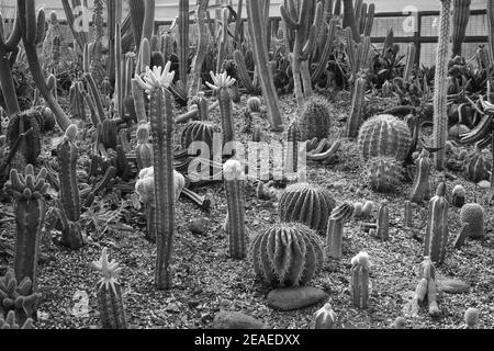 Verschiedene Arten von Kakteen und Sukkulenten in monochrom. Stockfoto