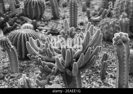 Verschiedene Arten von Kakteen und Sukkulenten in monochrom. Stockfoto