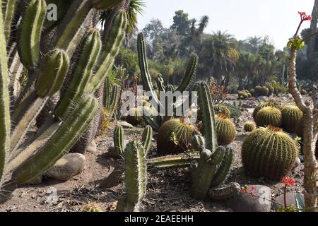 Blick auf verschiedene Arten von Kaktus und Sukkulenten. Stockfoto