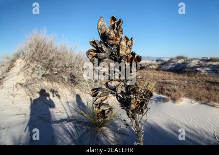 Wandern in der Wüstenlandschaft der Gipsdünen im White Sands National Monument in New Mexico, USA. Stockfoto