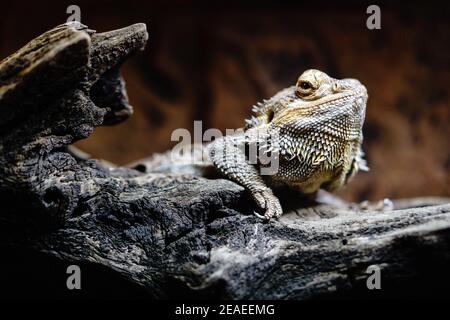 Bärtige Dracheneidechse auf Baumstamm Nahaufnahme Stockfoto