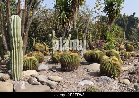 Verschiedene Arten von Kakteen in einem Kaktusgarten. Stockfoto