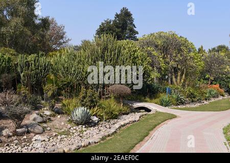 Wanderweg in National Cactus and Succulent Botanical Garden, Panchkula, indien. Stockfoto