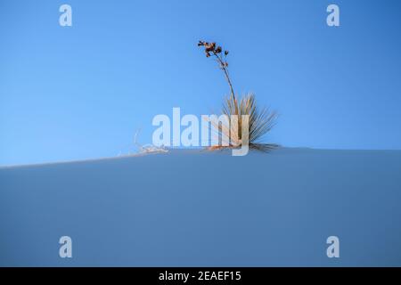 Wandern in der Wüstenlandschaft der Gipsdünen im White Sands National Monument in New Mexico, USA. Stockfoto