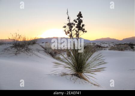 Wandern in der Wüstenlandschaft der Gipsdünen im White Sands National Monument in New Mexico, USA. Stockfoto