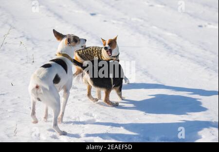 Basenji Hund trägt Wintermantel Kampf mit zwei größeren Mischrasse schwarz und weiß Hunde auf Neuschnee an Wintersaison Stockfoto