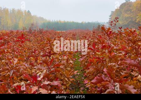 Landscape with rows of young  maples beside of birch forest at rainy autumanl season  in Ukraine Stockfoto