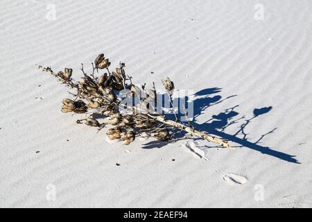 Wandern in der Wüstenlandschaft der Gipsdünen im White Sands National Monument in New Mexico, USA. Stockfoto