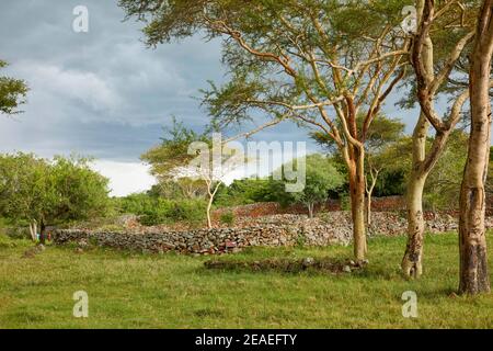 Rinderkraal im Kochieng-Komplex im Thimlich Ohinga-Komplex (UNESCO) in Kenia, Afrika Stockfoto