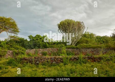 Kochieng Komplex in Thimlich Ohinga Komplex (UNESCO) in Kenia, Afrika Stockfoto