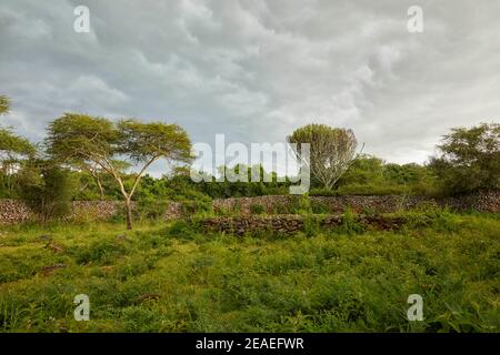 Kochieng Komplex in Thimlich Ohinga Komplex (UNESCO) in Kenia, Afrika Stockfoto