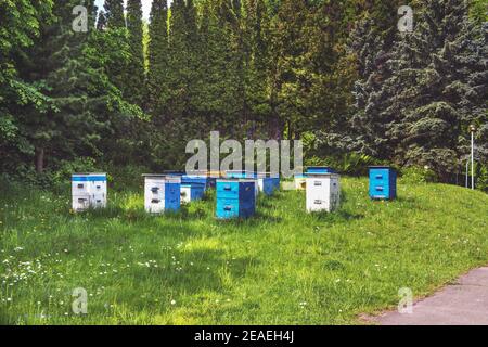 Bienenhaus im Wald. Schöne Bienenstöcke sind am Waldrand in Mezhyhirya in der Nähe von Kiew ausgesetzt. Stockfoto