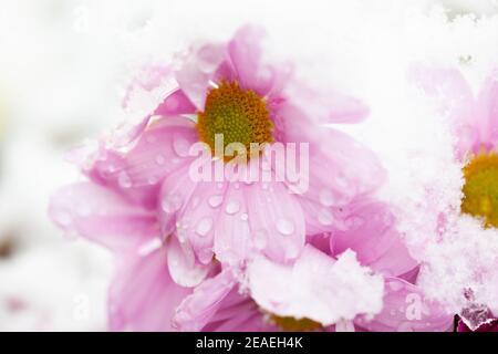 Makro einer schneebedeckten Cosmos bipinnatus / Pink Sensation Varietät Mit geschmolzenem Eis auf Blütenblättern Stockfoto