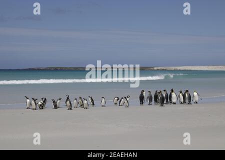 Königspinguin, Aptenodytes patagonicus, mit Magellanischen Pinguinen am Strand Stockfoto