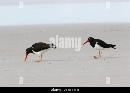 Magellanic Austernfischer, Haematopus leucopodus, Paar Fütterung am Sandstrand Stockfoto