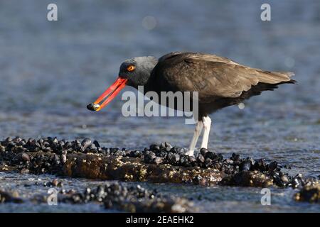 Schwärzlicher Austernfischer, Haematopus ater, Fütterung an der Küste Stockfoto
