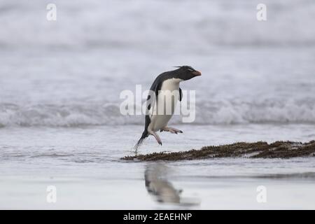 Southern Rockhopper Penguin, Eudyptes chrysocome, aus dem Meer Stockfoto