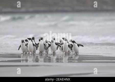 Southern Rockhopper Penguin, Eudytes chrysocome, Gruppe an Land kommen Stockfoto