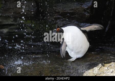 Southern Rockhopper Penguin, Eudytes chrysocome, Duschen unter Süßwasser Stockfoto