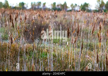 Trockenes Schilf. Gras auf der Herbstwiese, Schilfschicht, Schilfsamen. Pastell Schilf Plantage. Herbst Gräser mit Zinnen beige Farbe Abstrakt natürlich Stockfoto