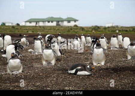 Gentoo Penguin, Pygoscelis papua, Kolonie mit Sea Lion Lodge, Falklands, im Hintergrund Stockfoto