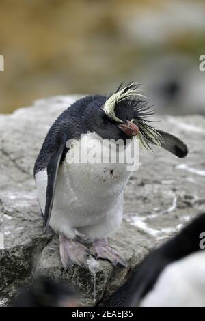 Nördlicher Rockhopper Pinguin, Eudyptes moseleyi Stockfoto