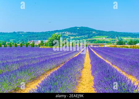 Lavendelfeld in Luberon Region, Frankreich Stockfoto