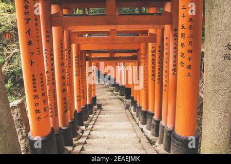 Rote Torii-Tore im Fushimi Inari Taisha-Schrein in Kyoto, Japan Stockfoto