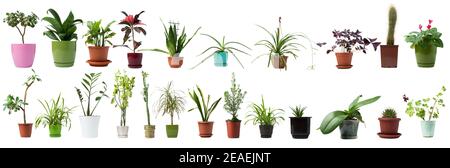 Set von Innenpflanzen in einem Topf isoliert auf einem weißen Hintergrund. Sammlung von verschiedenen Haus Pflanzen. Collage Seitenansicht Home Pflanze. Stockfoto