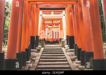 Rote Torii-Tore im Fushimi Inari Taisha-Schrein in Kyoto, Japan Stockfoto