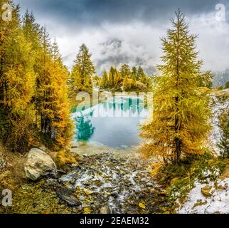 Gelbe Lärchen im Herbst am Lac Bleu bei Arolla in Wallis Stockfoto