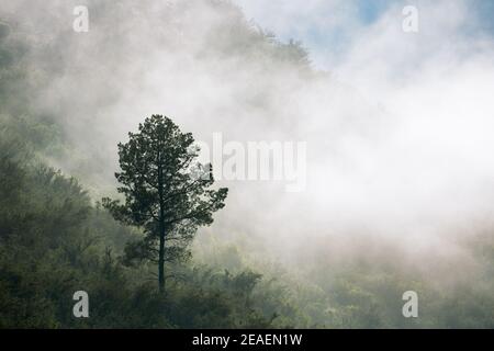 Neblige horizontale Landschaft am frühen Morgen mit einem einzigen Baum auf einem Berg und viel Nebel, der hereinrollt. Südafrika. Stockfoto