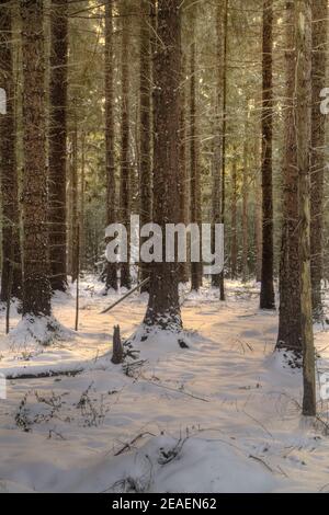 Weiches Sonnenlicht und Schatten auf schneebedecktem Boden in Kiefern Wald Stockfoto