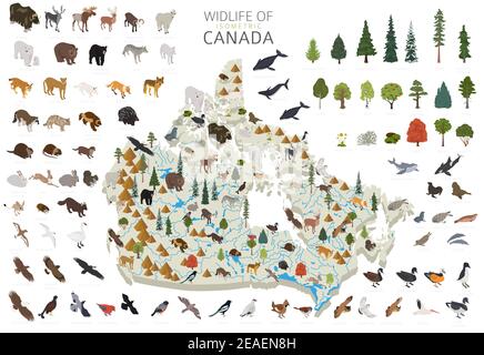 Isometrisches 3D Design der kanadischen Tierwelt. Tiere, Vögel und Pflanzen Konstruktor Elemente isoliert auf weißem Set. Erstellen Sie Ihre eigene Geographie Infografiken CO Stock Vektor