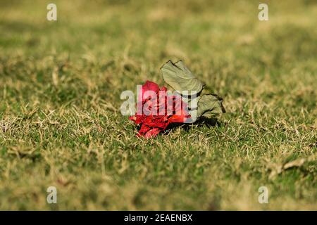 Voll blühte leuchtend rot natürlich getrocknete Rose auf grünem Grasboden gefallen. Trockene Rosenblüte mit Stiel und Blatt. Leuchtend rote getrocknete Blütenblätter im Sonnenlicht Tag Stockfoto