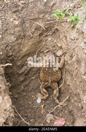 Kröte, (bufo spinosus), gefangen, kriechend aus dem Loch, Andalusien, Spanien. Stockfoto