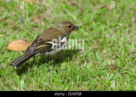 Weibliche Chaffinch, (Fringilla coelebs) essen Vogelsaat auf Rasen. Juli. West Sussex Coastal Plain. Rassen April - Mai. Legt 4 - 5 blau-braun-weiße Eier Stockfoto