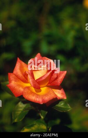 Vereinigtes Königreich. England. Gartenblumen. Rose (Pfirsich und gelbe Farbe). Stockfoto