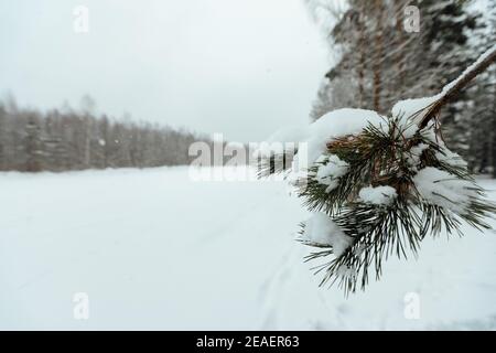 Der Hintergrund eines Winterwaldes, eine Landschaft von Tannen mit weißem Schnee, eine leere Straße zwischen tiefen Schneeverwehungen in einem Schneesturm Stockfoto