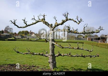 Apfelbäume (Malus sylvestris domestica) Espalier ausgebildet. Zurückgeschnitten. März. Fishbourne Roman Palace Gardens, Fishbourne, Chichester, West Sussex. Der Stockfoto