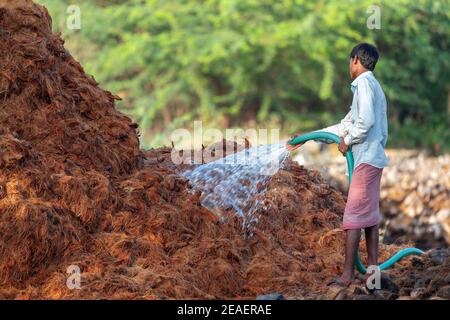 indischer Bauer wässern Kokosnussschale, um Kokosirenseil zu machen, die Ist aus Naturfaser, die aus äußeren extrahiert wird Kokosnussschale Stockfoto