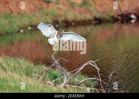 Indische Teichreiher oder Paddybird (Ardeola greyii) Fliegen und landen auf einem Ast eines gefallenen Baumes In der Nähe eines Teiches im Bundesstaat tamil nadu Stockfoto