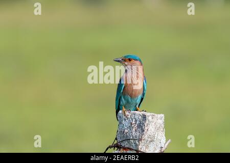 Neugieriger indischer Rollvogel (Coracias benghalensis), der auf einem Meilenstein in tamil nadu, indien, thront Stockfoto