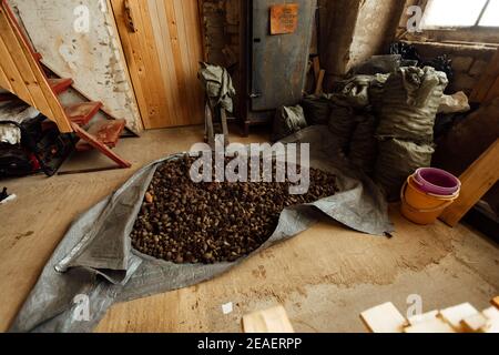 Viele Tannenzapfen und Kiefernzapfen, Hintergrundstruktur einheitliches Muster von Nadelzapfen auf dem Boden ausgebreitet, Ernte von Nadelbaumsamen Stockfoto