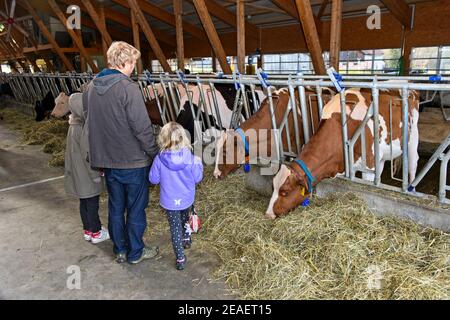 Vater mit seinen beiden Töchtern besucht mit Simmental Fleckvieh einen Kuhstall an einem Tag der offenen Tür, Sarnen, Schweiz Stockfoto