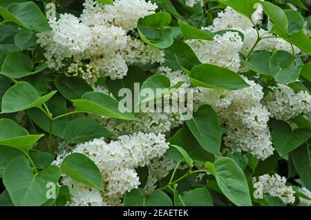 Flieder. (Syringa vulgaris 'Madame Lernoline'. West Sussex Coastal Plain. Sommergrüne, süß riechende Blüten. Strauch wächst bis zu drei Meter, vielleicht mehr. Stockfoto