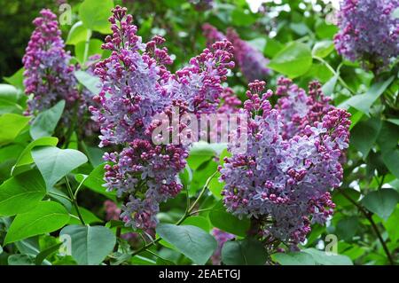 Gewöhnlicher Flieder (Syringa vulgaris) Laub blühender Strauch, mit süß riechenden Blüten. Wächst bis zu drei Meter oder mehr. Jede vernünftige Gartenerde. Stockfoto