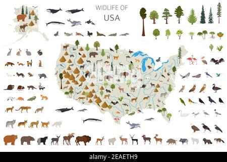Flaches Design der USA Wildtiere. Tiere, Vögel und Pflanzen Konstruktor Elemente isoliert auf weißem Set. Erstellen Sie Ihre eigene Geographie Infografiken Sammlung. V Stock Vektor