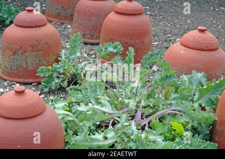 Seakale, (Crambe maritima) mit alten Blanchiertöpfen. Ein Luxus-Gemüse, wenn blanchiert. Seitenwurzeln werden als 'Tangas' bezeichnet. Es wächst oft wild an Stränden Stockfoto